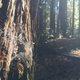 tree trunk and spider web
